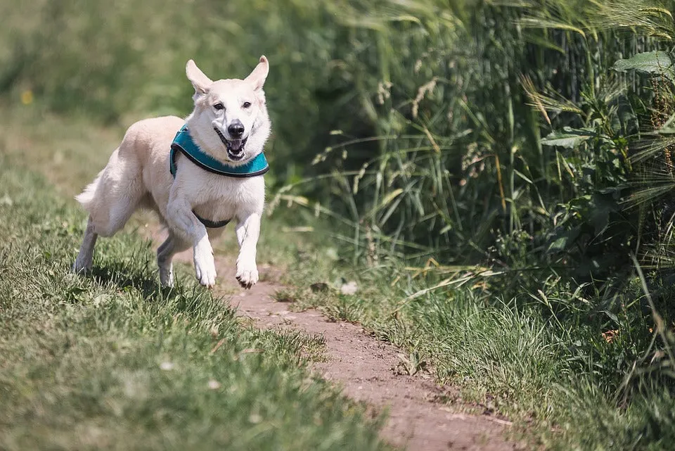 Dog Run Fun
