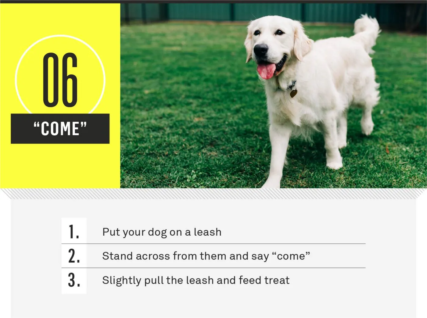 Dog running happily to owner on come recall command