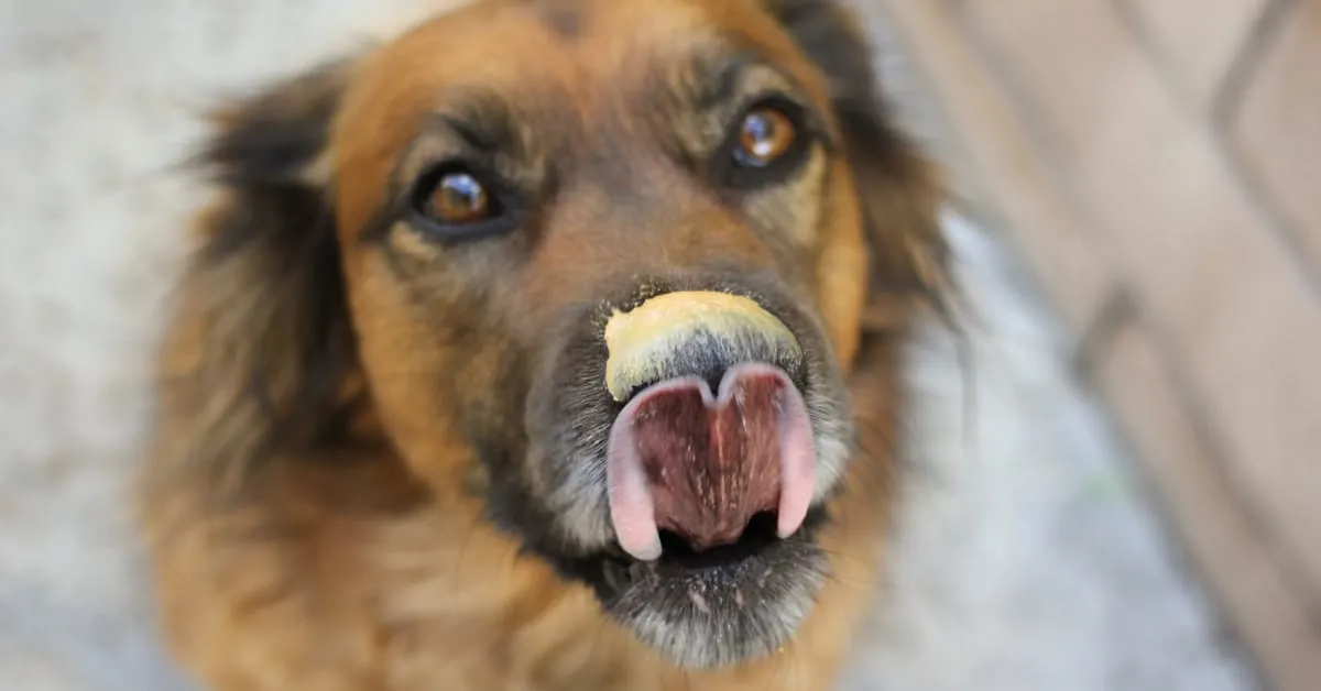 dog safe peanut butter brands