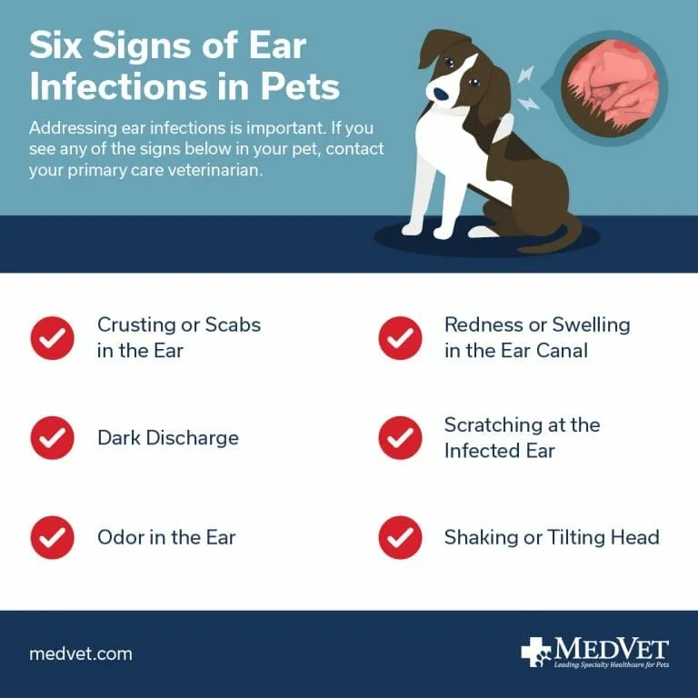 Dog scratching its ear due to irritation or infection