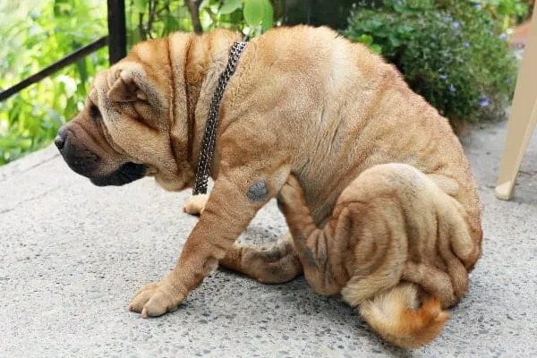 Dog scratching under her armpit, which is a sign of allergies