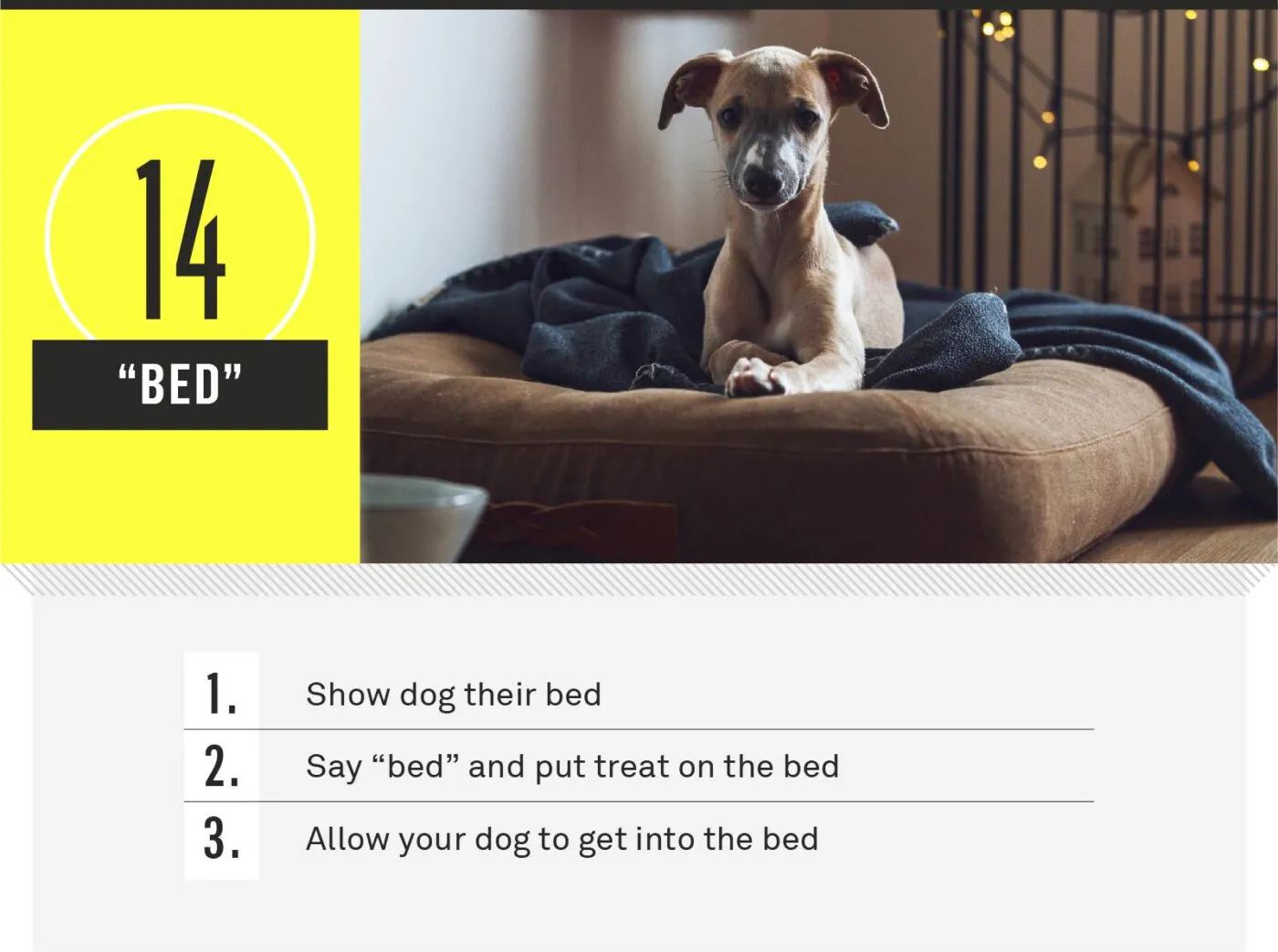 Dog settling into designated bed spot on command