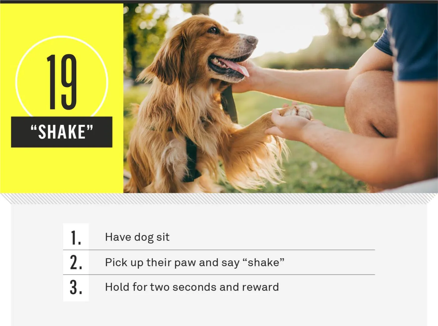 Dog shaking paw with trainer