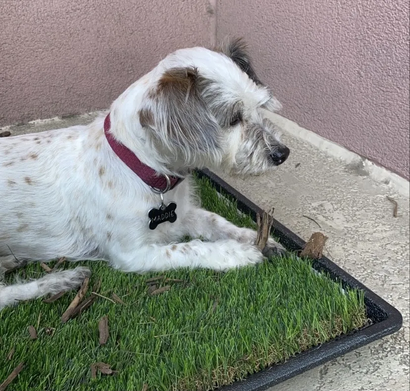 Dog sniffing fake grass on balcony