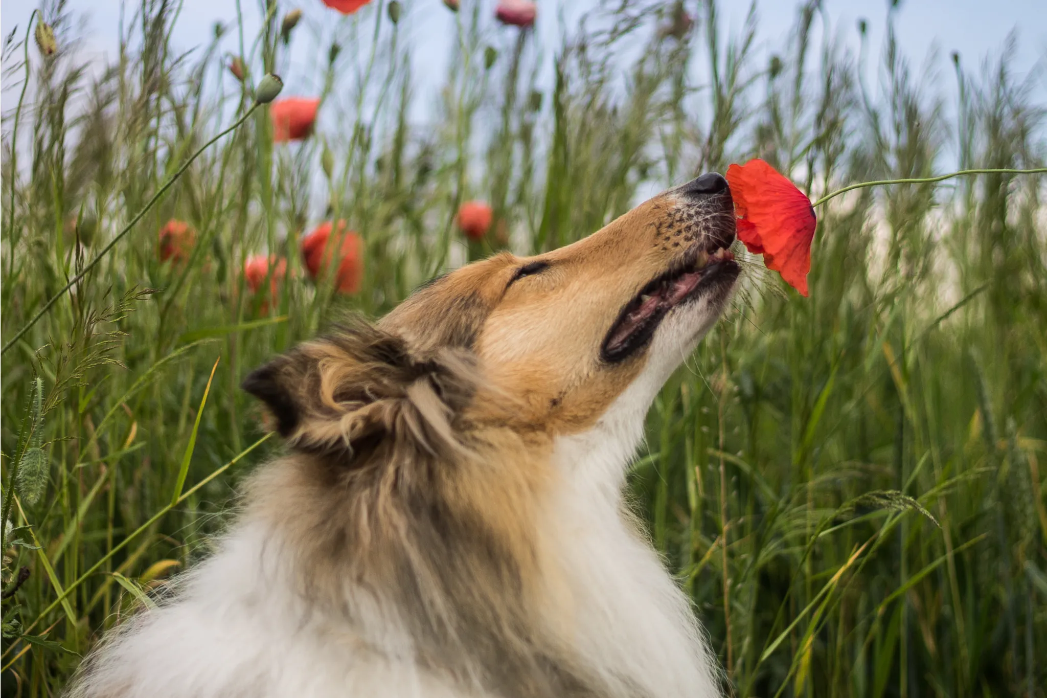 Dog sniffing intensely on a grassy patch
