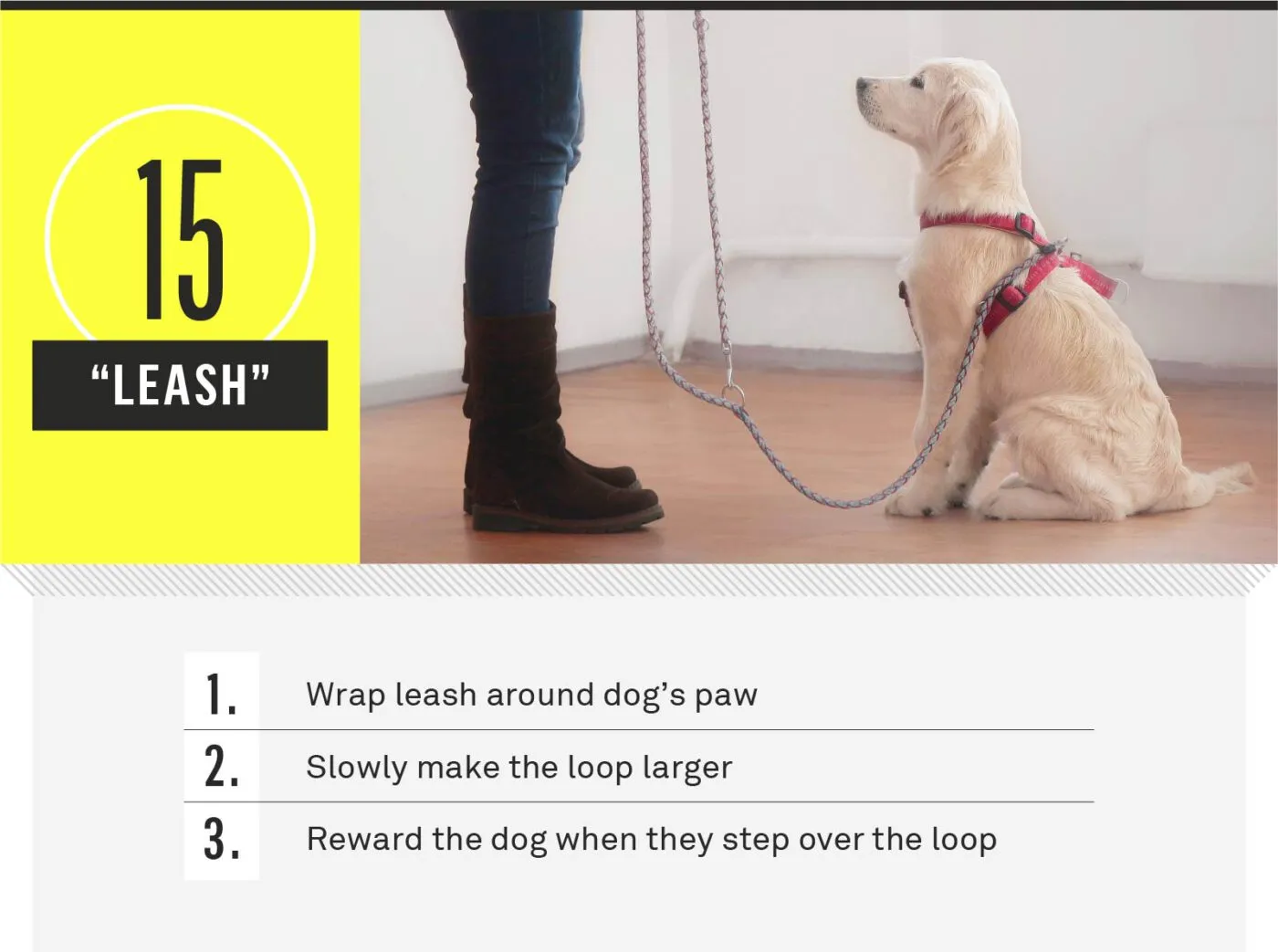 Dog stepping over tangled leash