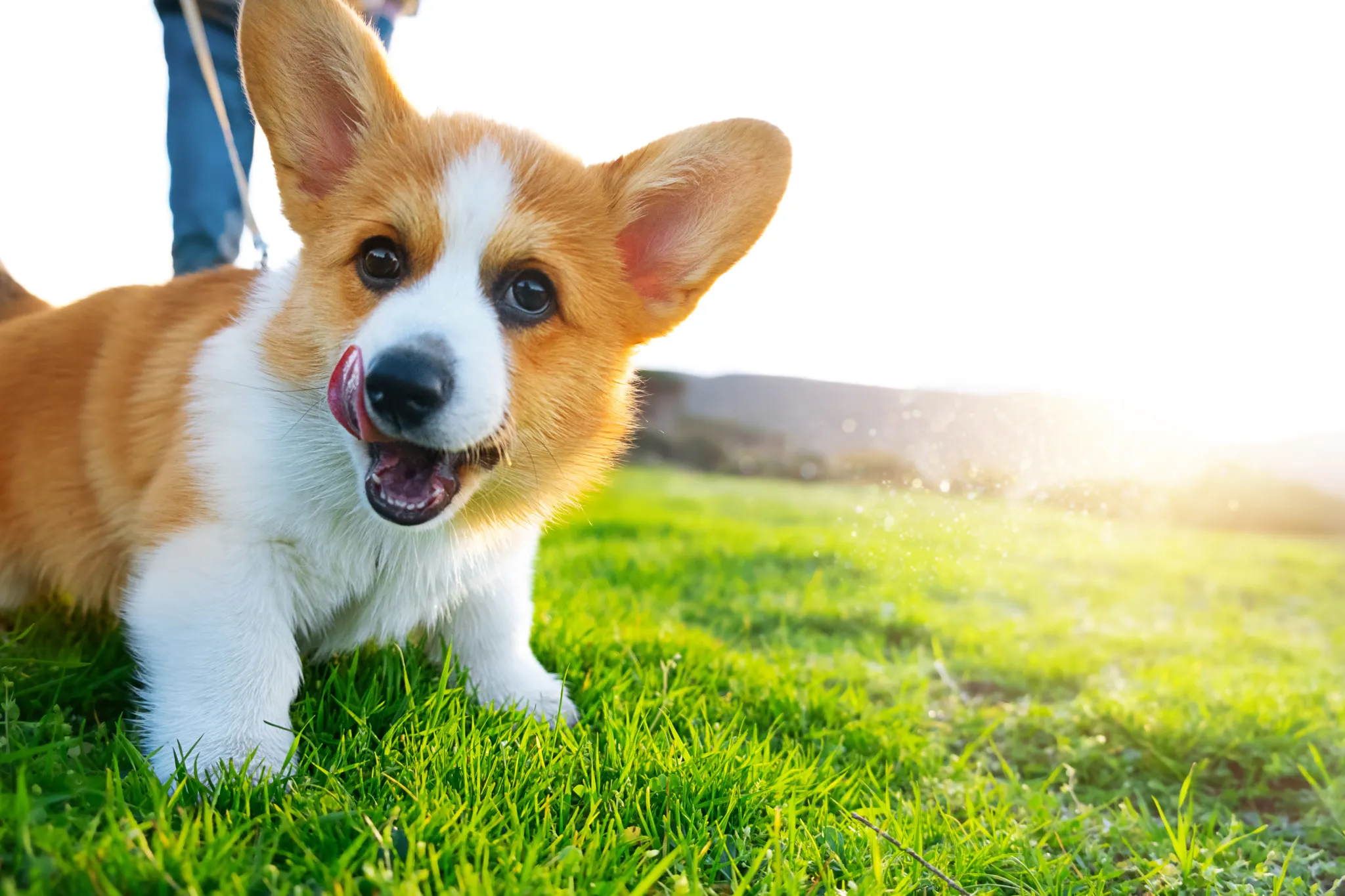 Dog training focus