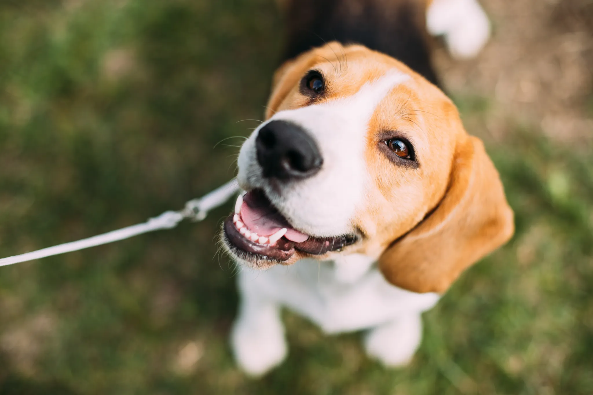 Dog training treats
