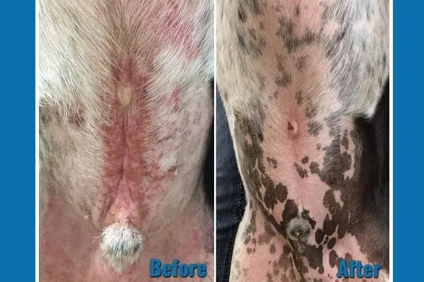 Dog treated with Apoquel for allergies