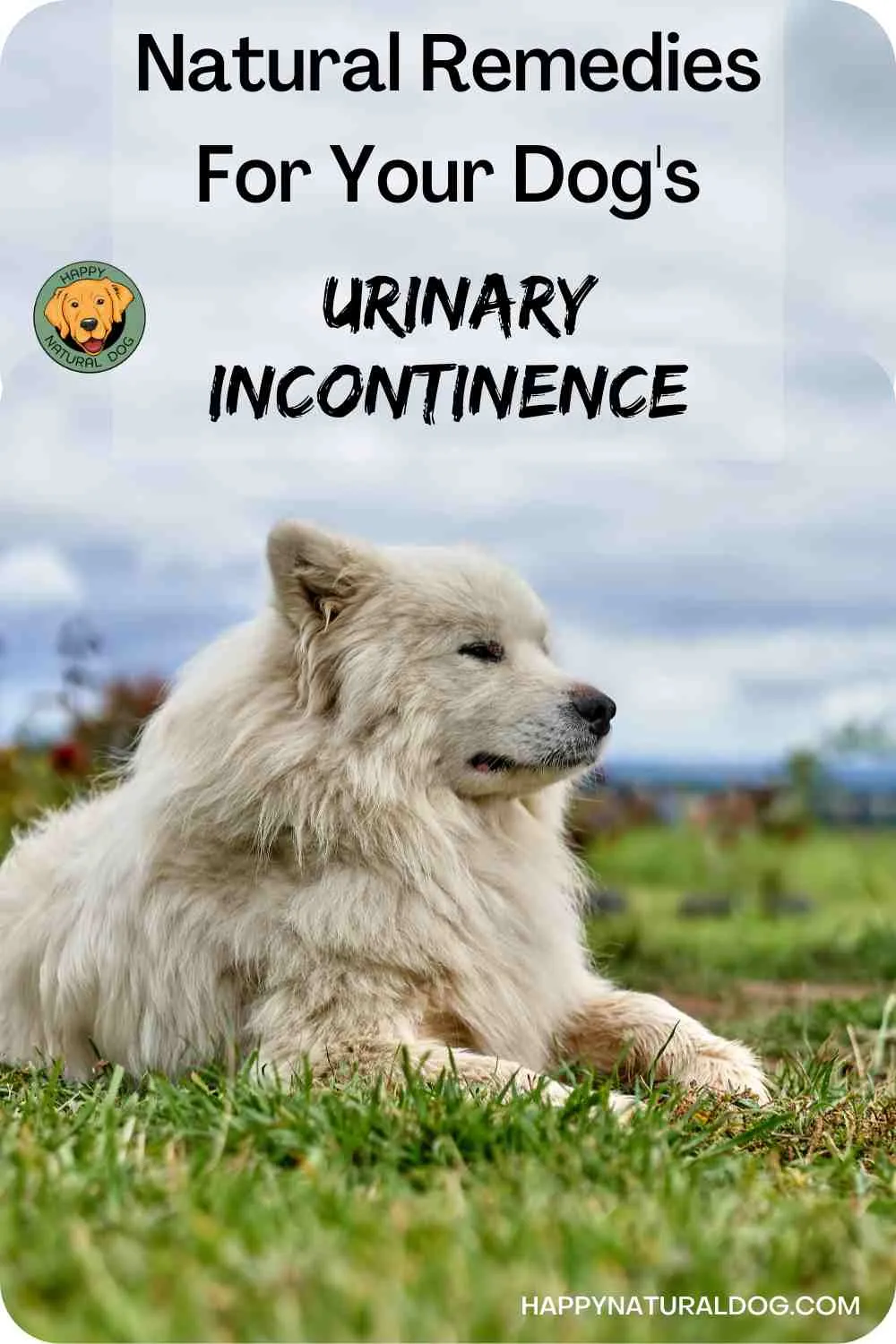 Dog urinary incontinence pin