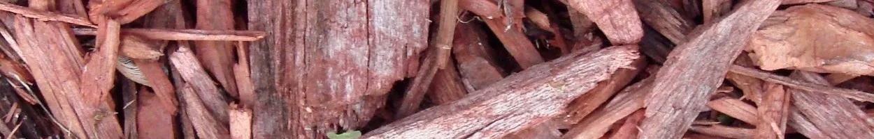 Dog using a bark potty area