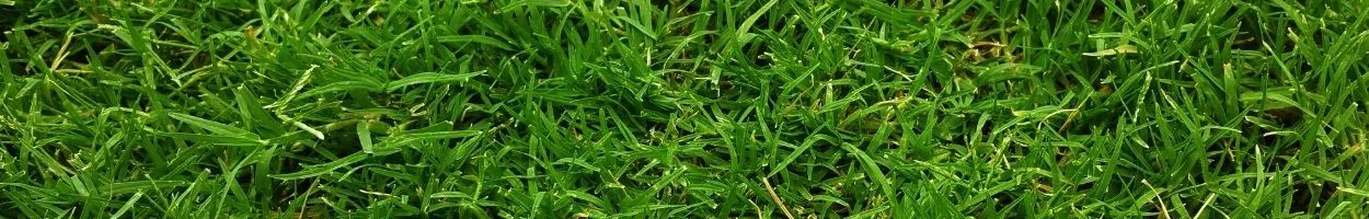 Dog using a grass potty area