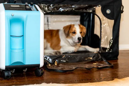 Dog using portable oxygen cage for CHF breathing support