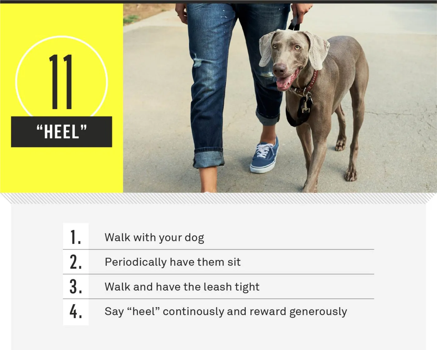 Dog walking closely beside owner on heel command