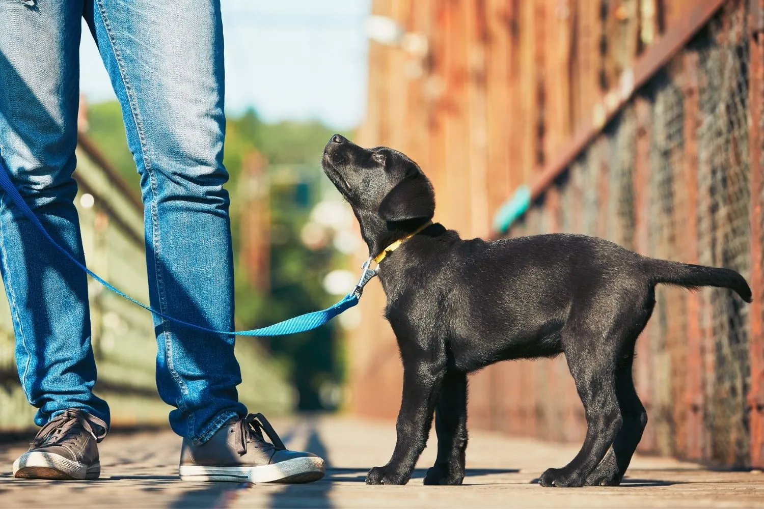 Dog walking contract puppy walking