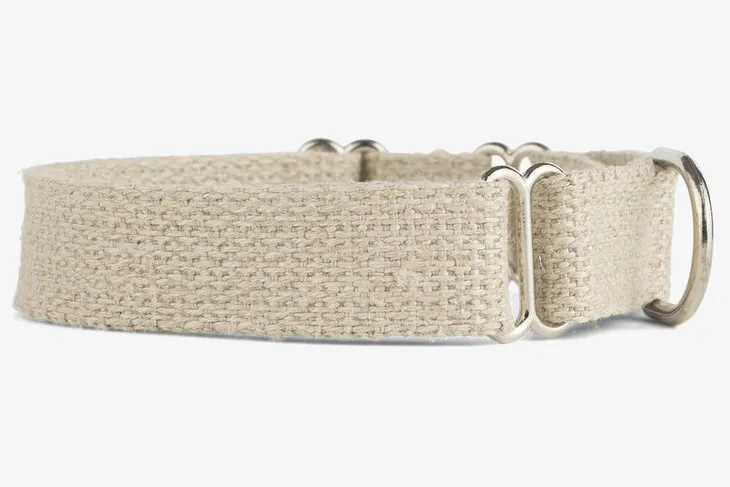 Dog wearing a Hemp Martingale Collar