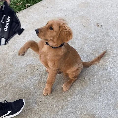 Dog wearing a red HarnessBuddy being put on quickly in 3 seconds