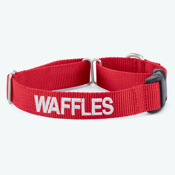 Dog wearing an Embroidered Webbing Martingale Collar