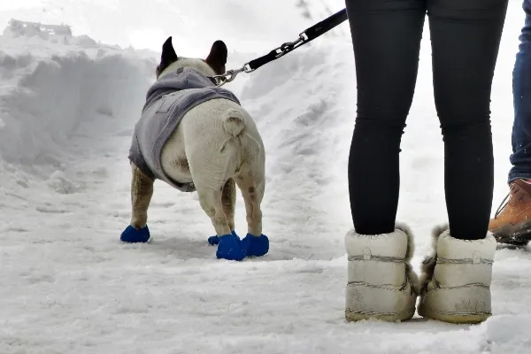 Dog wearing protective paw boots while walking through a snowy landscape