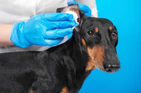 Dog with an ear infection showing discomfort.