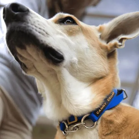 Dog with head halter straps fastened securely together under chin for off lead use