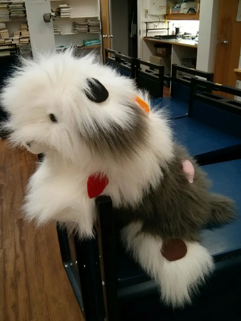 dog3