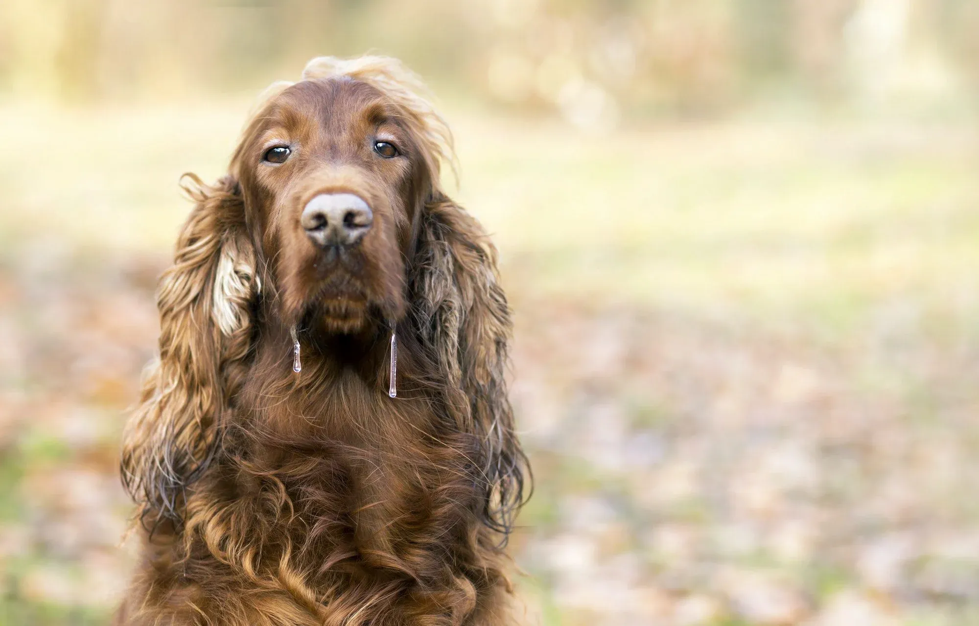 Dogs affected by deadly diseases like distemper and parvo
