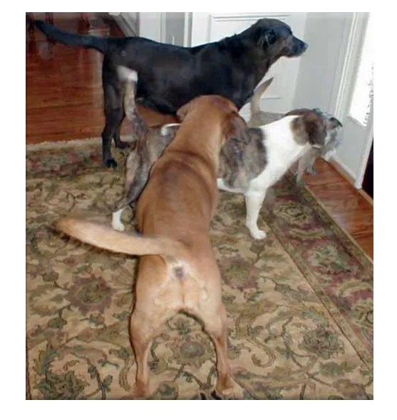 Dogs patiently waiting for their human pack leader to pass through a doorway first, a clear sign of respecting established pack structure.