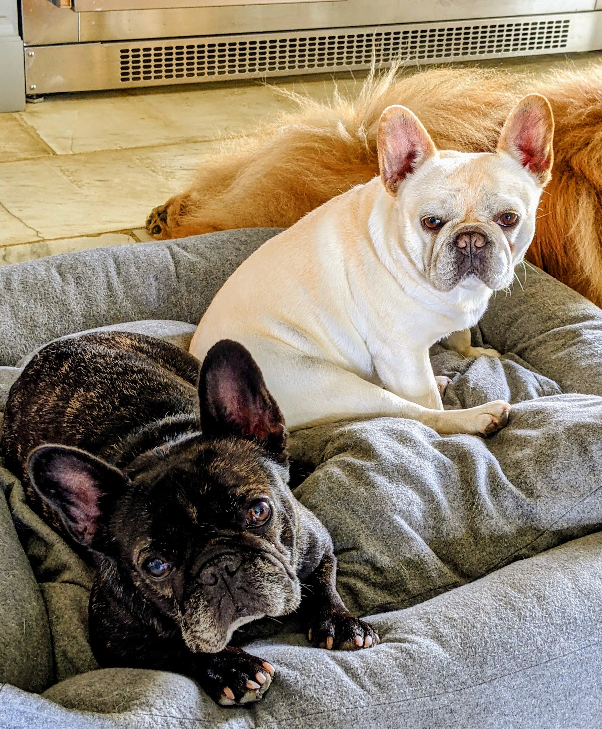 Dogs ready for dinner time, two meals daily