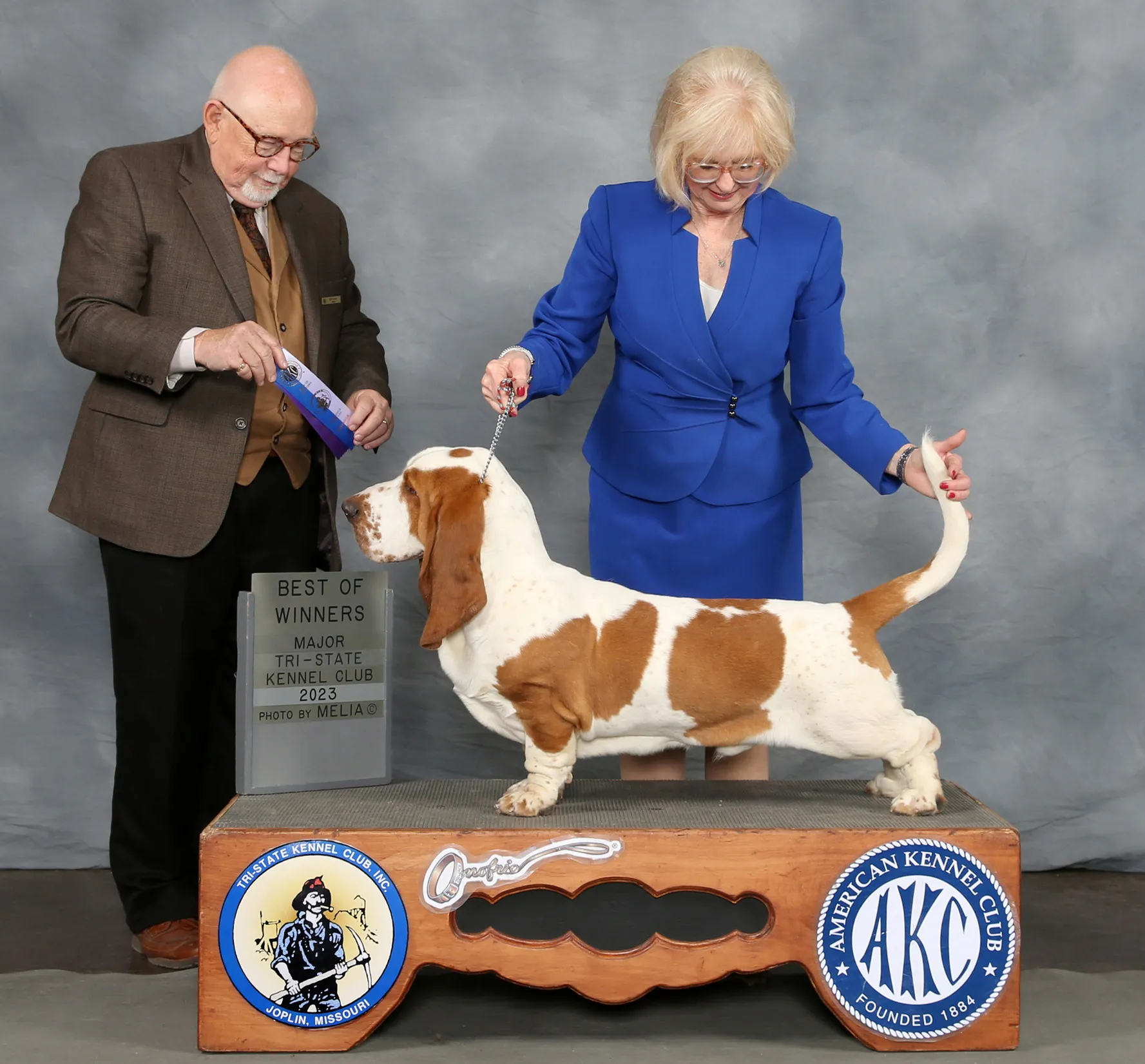 dogs that resemble basset hounds in a litter