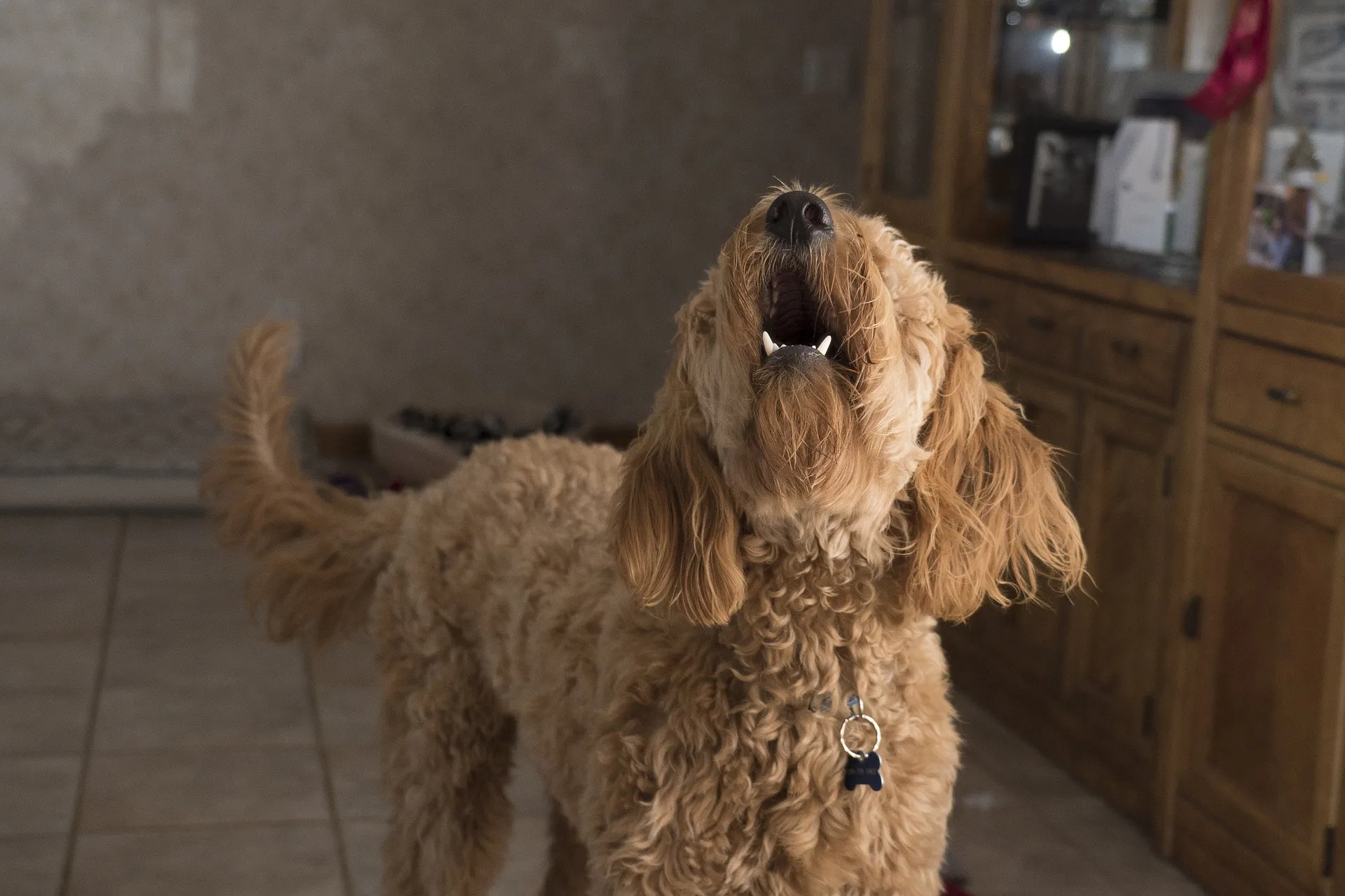 Doodle dog barking intensely at a trigger