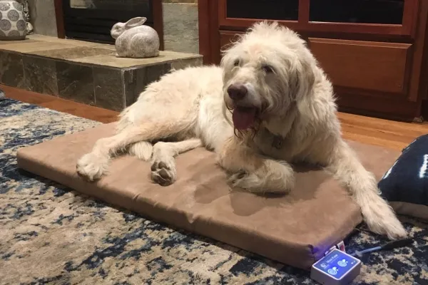 Doodle dog laying on a PEMF bed for natural pain relief