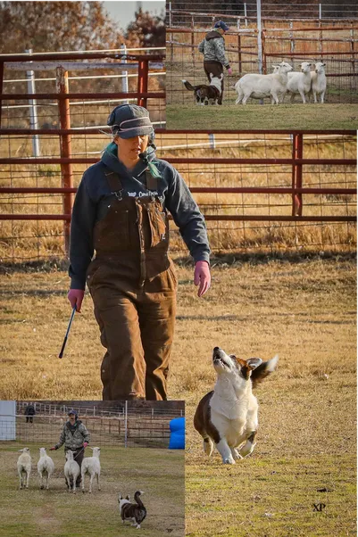 Dory the Cardigan Welsh Corgi in competition