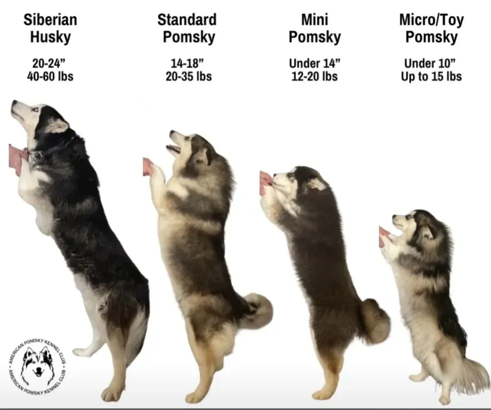 Drake's grandma, Phoenix, and sibling, Duchess, showcasing Pomsky size differences