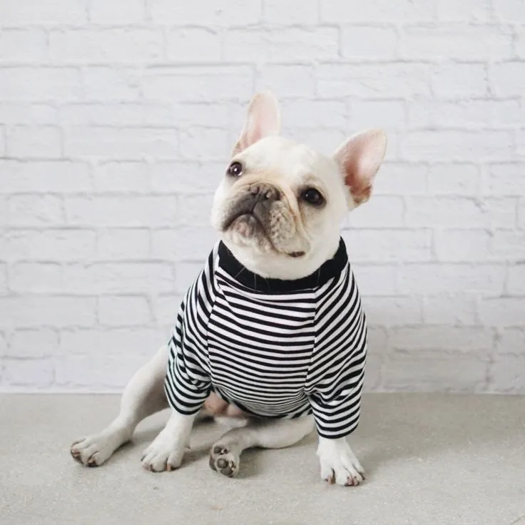Dressing for dogs
