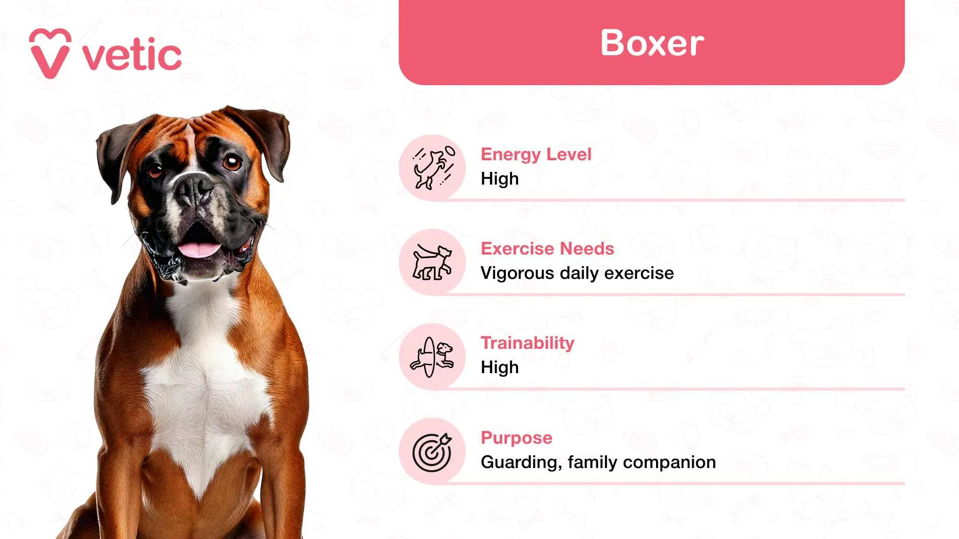 Dynamic Boxer showcasing strength and loyalty as a kid-friendly breed in India