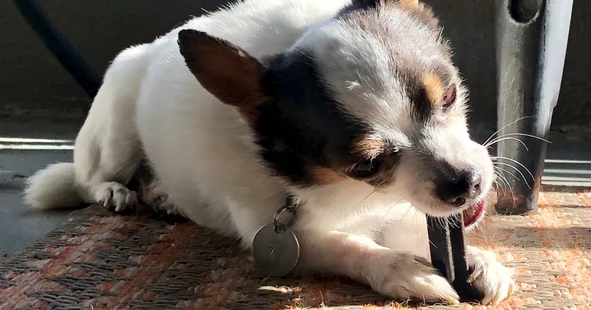 Edible Chews for Puppies