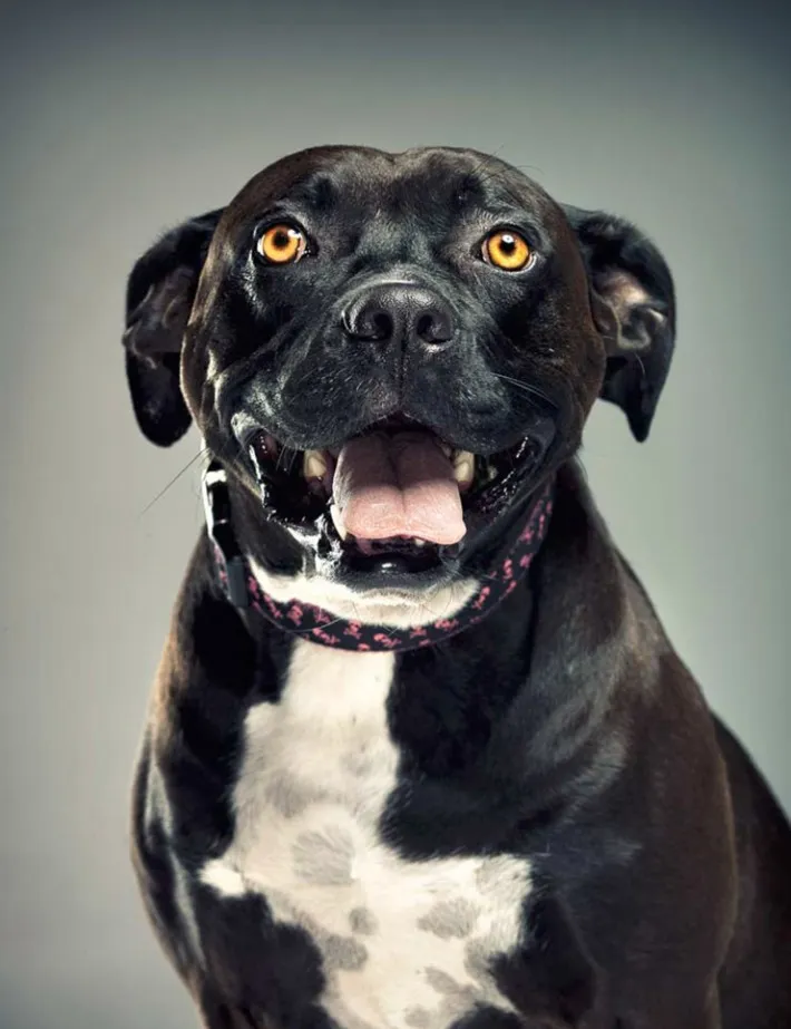 Emma, a rescued Pit Bull