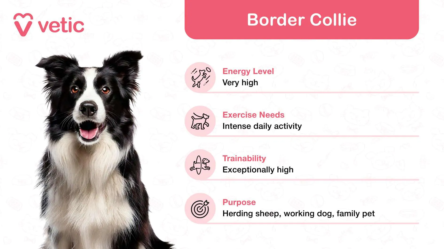 Energetic Border Collie highlighting agility and family devotion in India