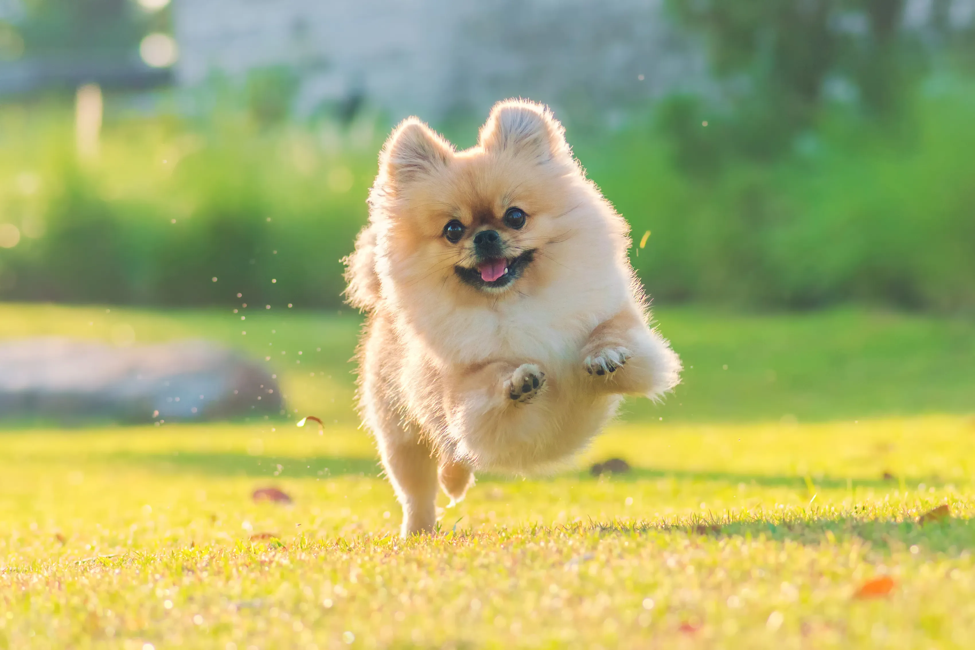 Energetic Pomeranian with fluffy fur showcased by vets