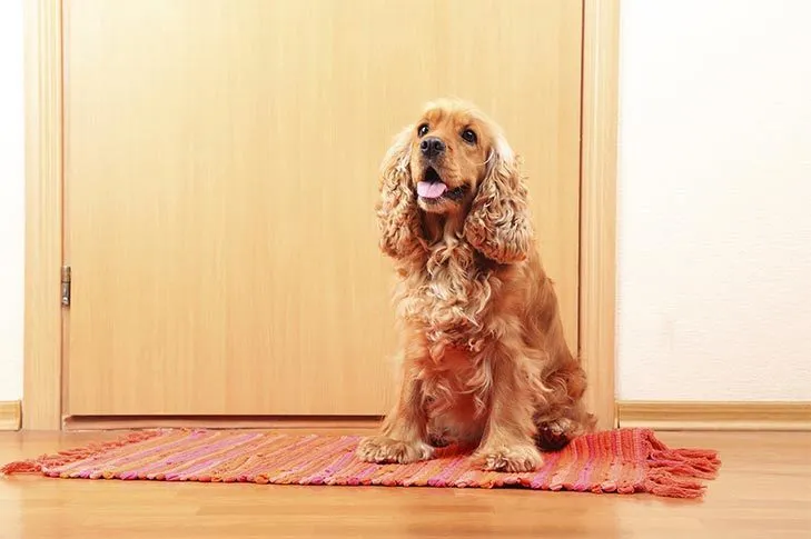 English Cocker Spaniel sitting on a rug near the door, ready for outdoor training.
