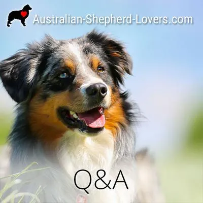 Example of marbled eye in a non-merle Australian Shepherd
