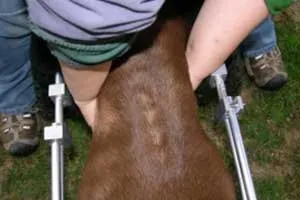 Expressing a disabled dog may require adapting techniques to their mobility aid.