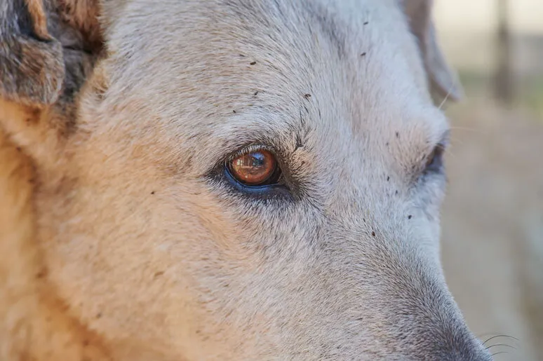 Fleas on Dog