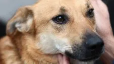 Fleas on dogs symptoms and prevention