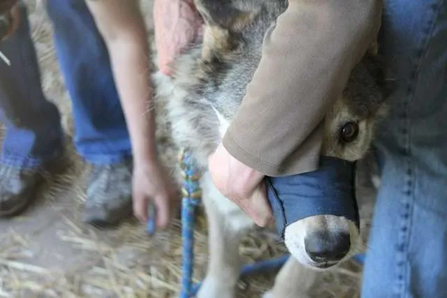 Flint receiving gentle veterinary care, muzzled for safety at the rescue