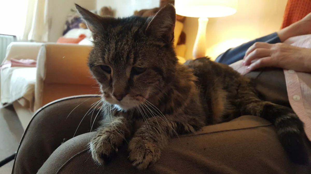Fluffy geriatric cat named Muffin