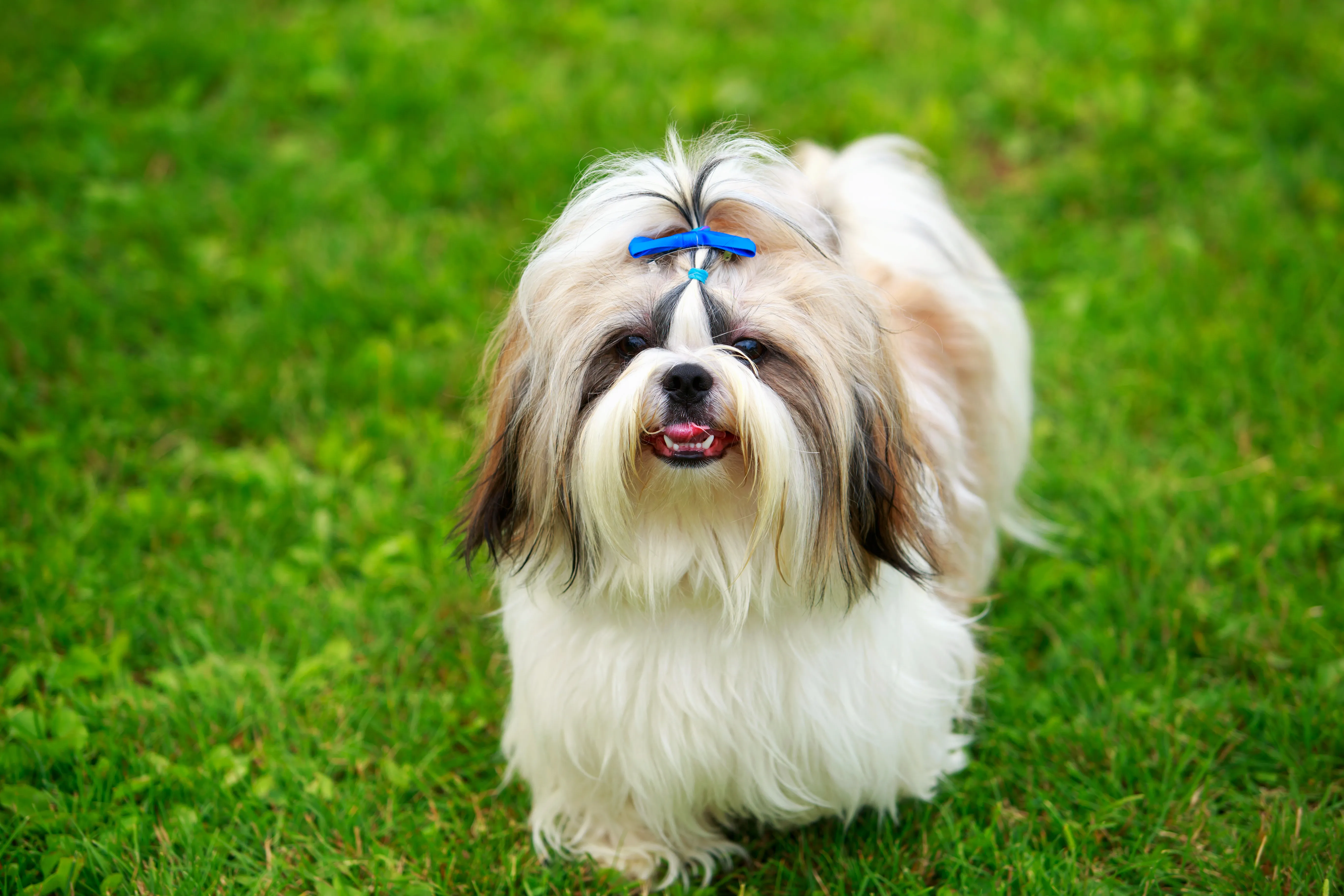 Fluffy Shih Tzu standing alert in a veterinary clinic setting