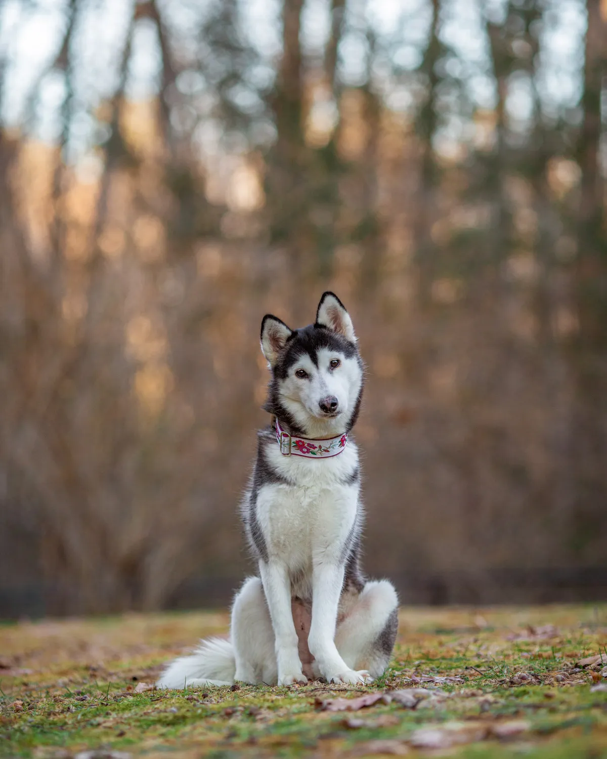 Foster Fail Husky