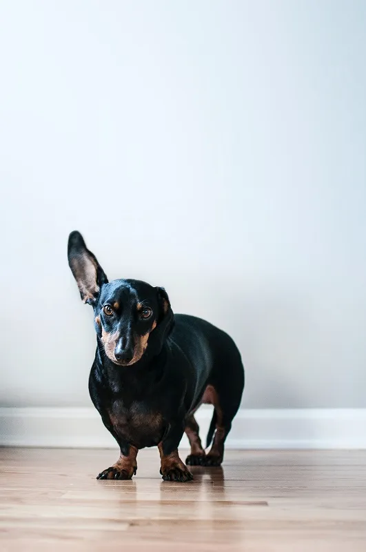 Four common types of bone and joint conditions in pets and their treatment options